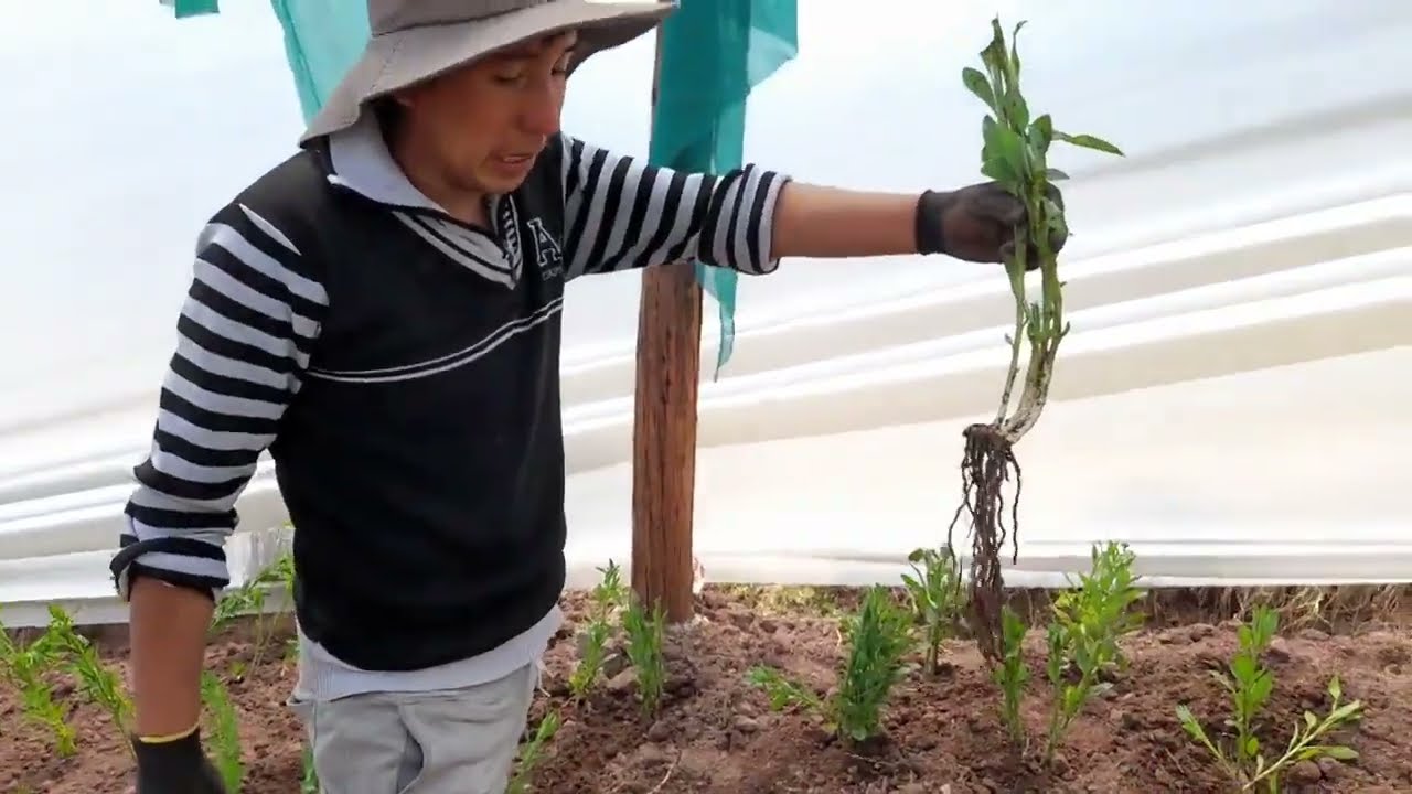 no te lo puedes perder, aprende a plantar las flores de astromelias paso a paso 🤗