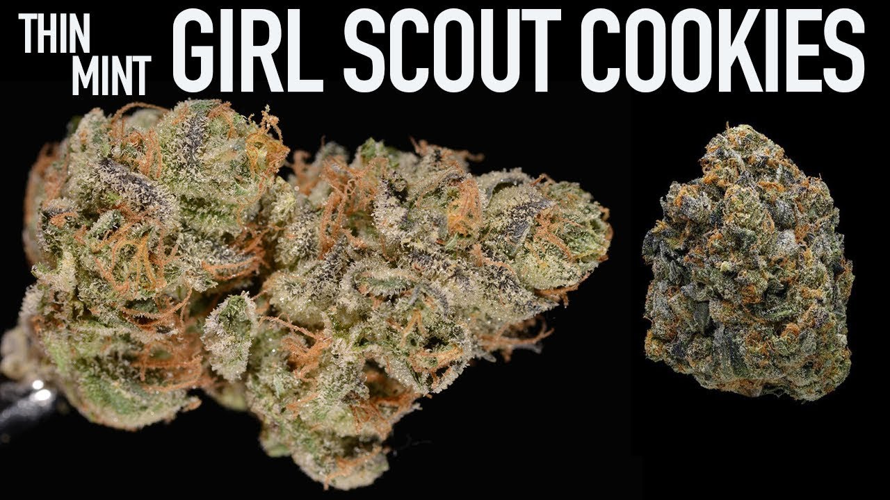 THIN MINT GIRL SCOUT COOKIES - STRAIN REVIEW