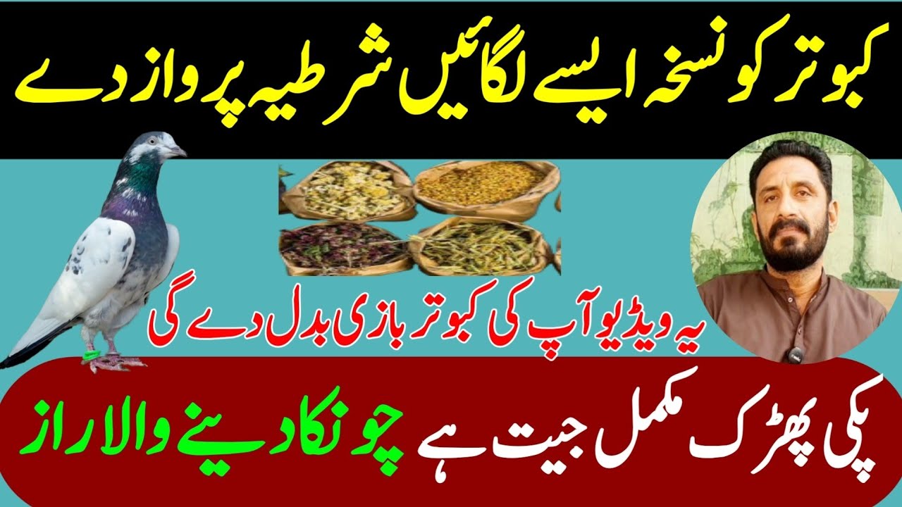 KABOOTAR KO NUSKHA AESY LGAIN SHARTIA PARWAZ DE GA @KABOOTARPARWARVLOG 