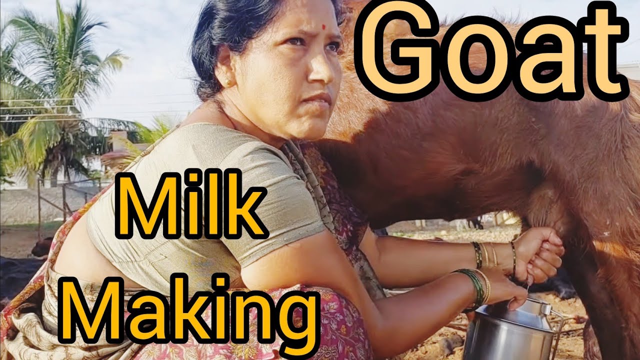 #viral #goat 🐐#milk #making #vlog 👌🥛💧🙏🌾🍁🍀