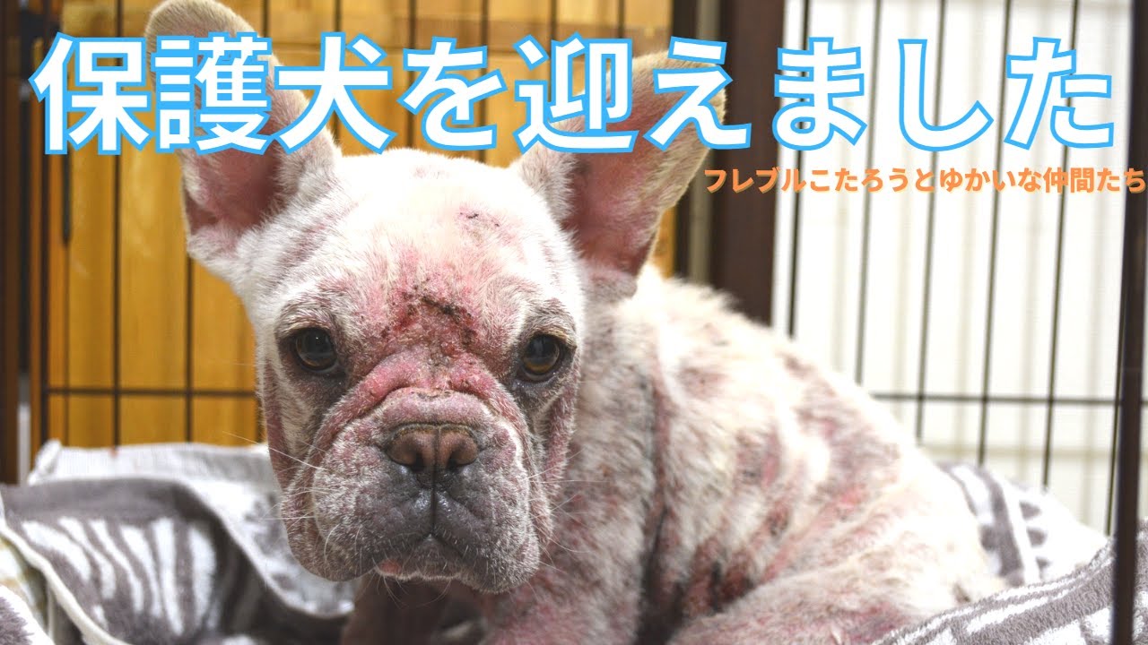 【保護犬】ブリーダーから、ボロボロでガリガリのフレンチブルドッグを保護しました（#03）