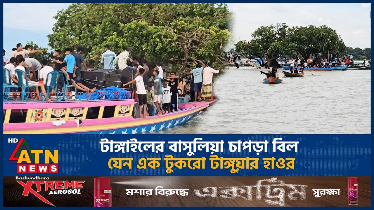টাঙ্গাইলের বাসুলিয়া চাপড়া বিল যেন এক টুকরো টাঙ্গুয়ার হাওর | ATN News