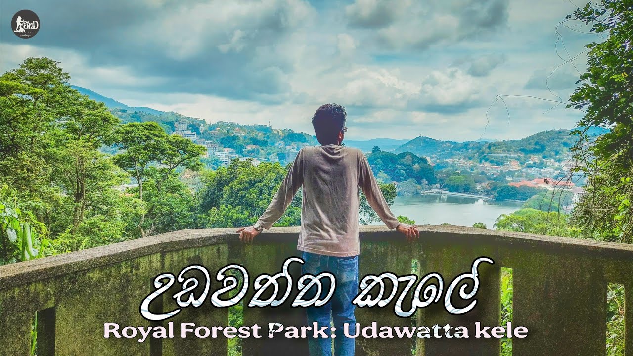 Udawatta Kele Sanctuary | උඩවත්ත කැලේ | Royal Forest Park Udawattakele Travel Vlog 2023 | SL 🦋