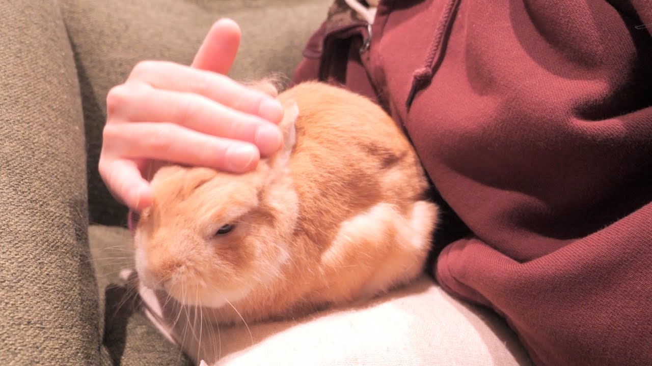 仕事で帰りが遅く留守番が長引くと露骨に不機嫌になるムギ【No.1528】