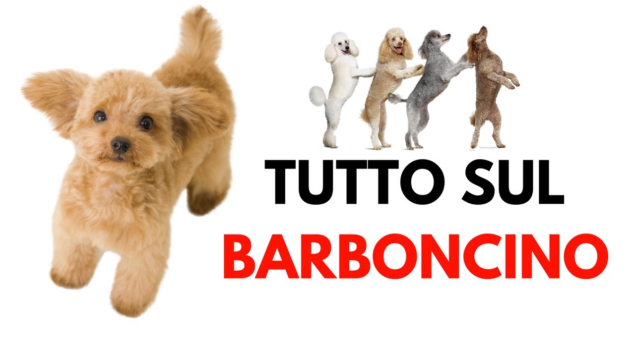 Barboncino: carattere, abitudini e perché sceglierlo!