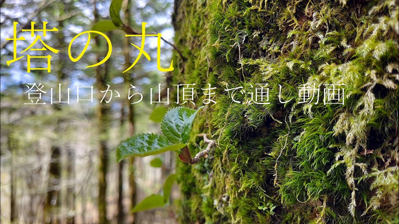 【 登山口から山頂まで通し動画】　塔の丸（とうのまる）　モスグリーンの樹林帯を抜け稜線へ　四国　剣山・三嶺縦走路から見られる美しい山。