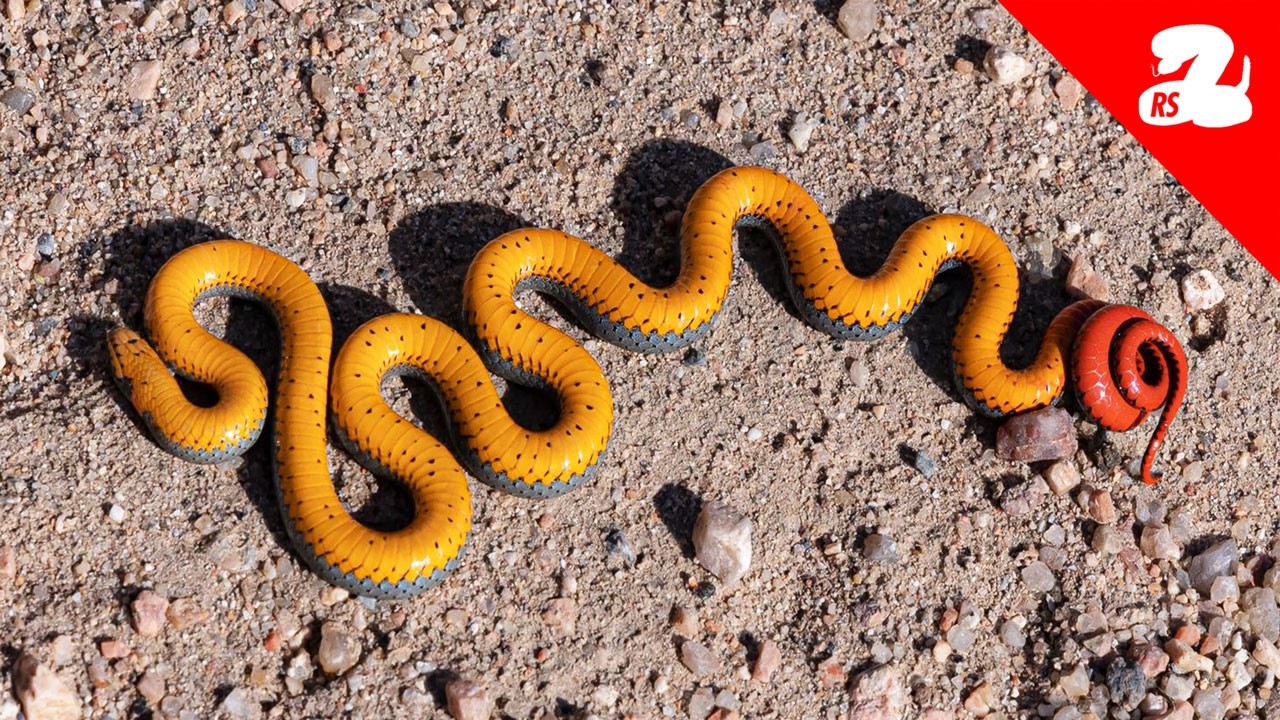 Finding One of Arizona's Most Unique Snakes & Running Rattlesnake Removal Calls