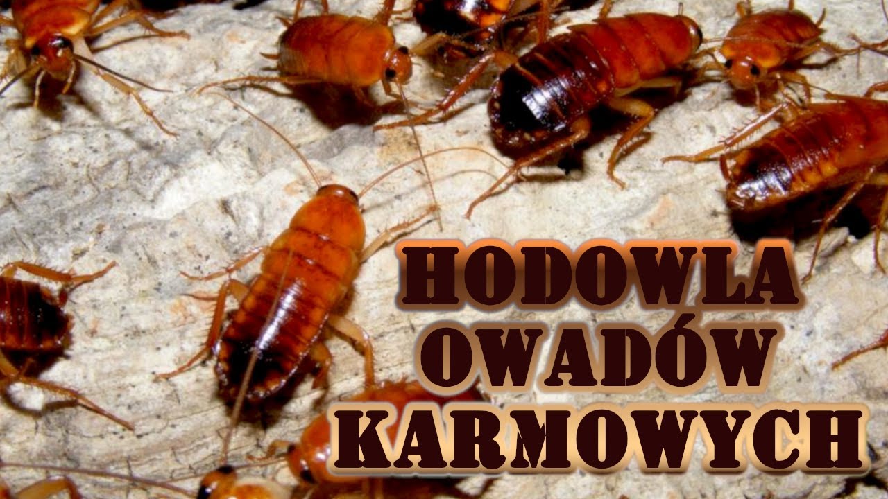 Jak założyć hodowlę owadów karmowych ? + nowi Patroni !!!