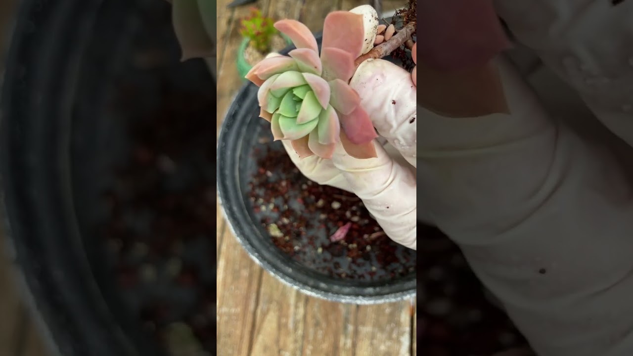 Repotting the succulent - Thay chậu sen đá #senda #succulent #plants 