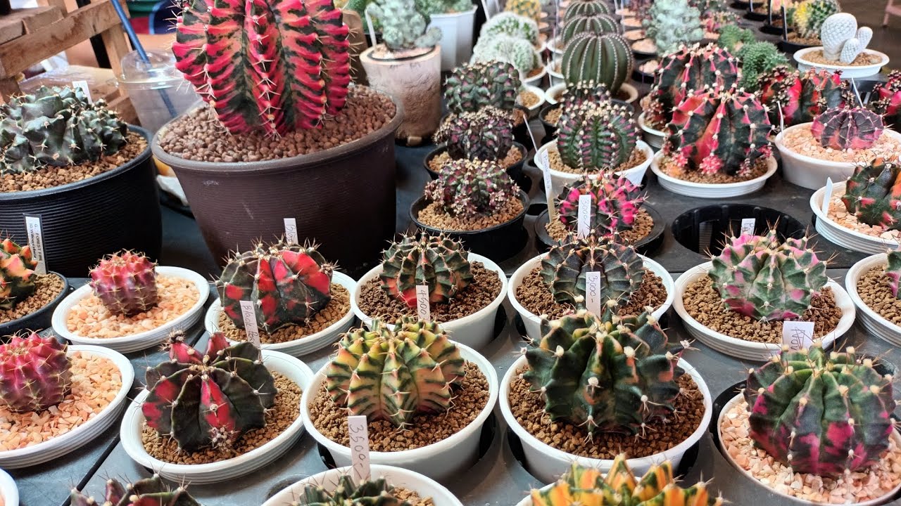 cactus market in Bangkok