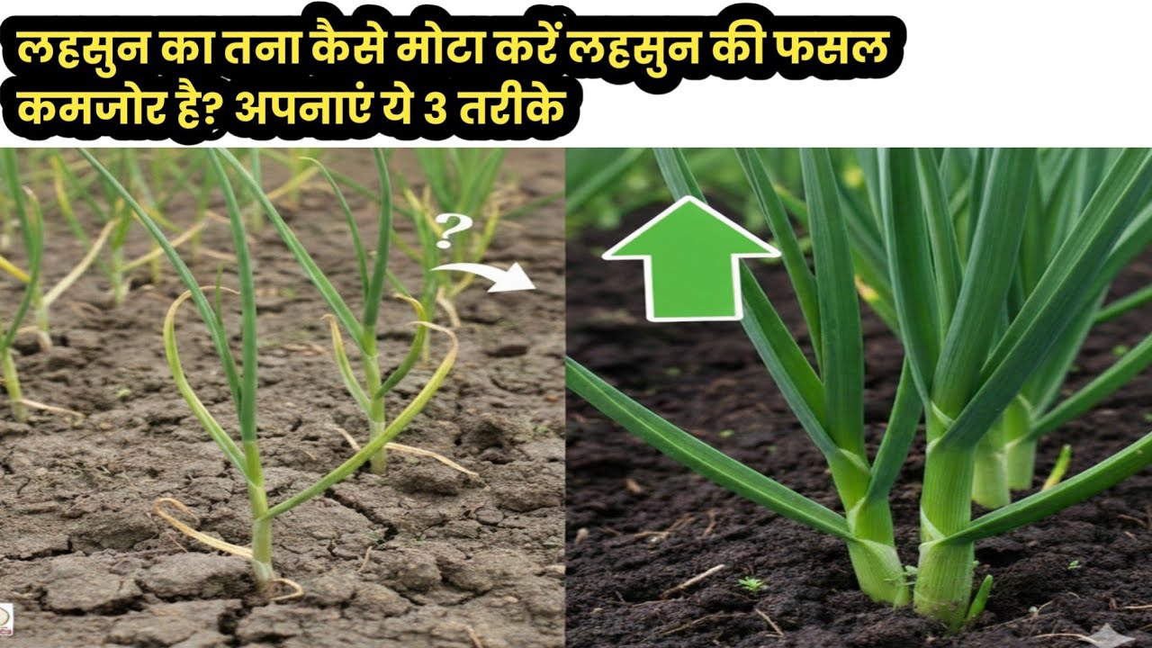 लहसुन का तना कैसे मोटा करें || लहसुन की फसल कमजोर है? अपनाएं ये 3 तरीके
