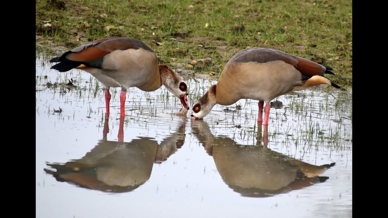 20250408 NIJLGANZEN (ALOPOCHEN AEGYPTIACA)