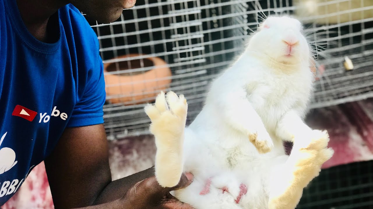 WHAT TO DO If Your Male Rabbit Is Not MATING