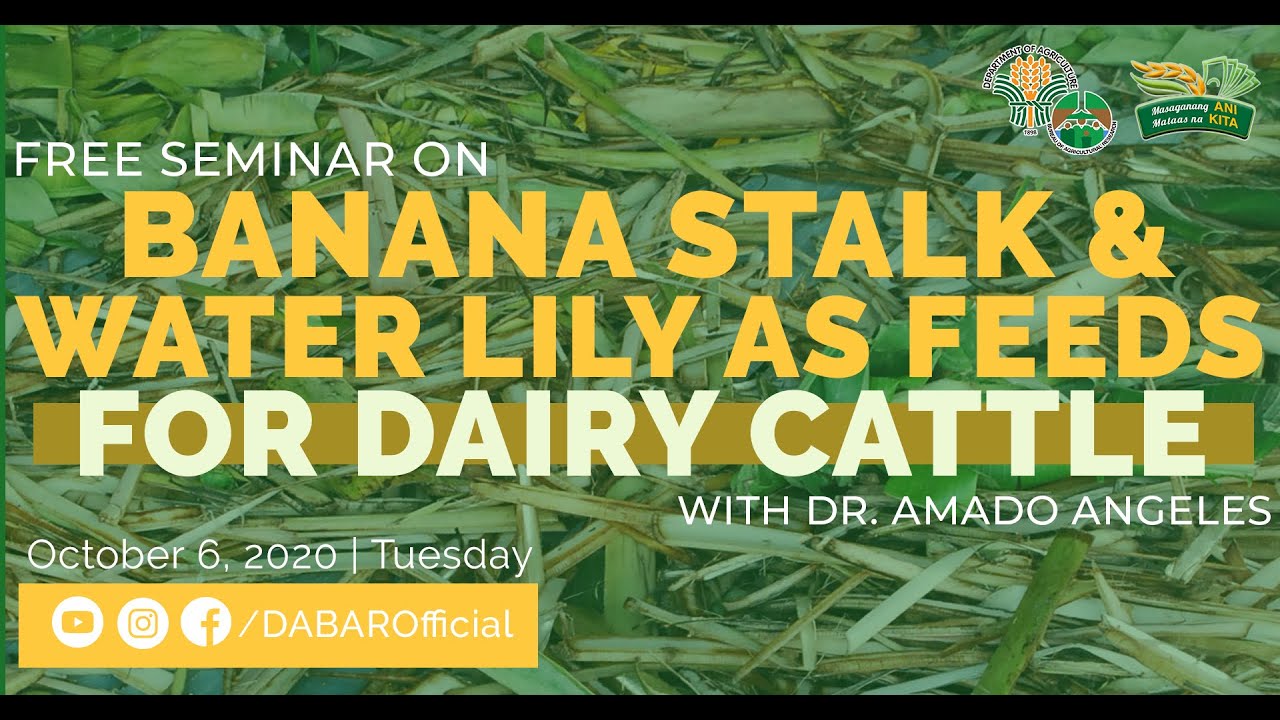 Banana Stalk & Water Lily as Feeds for Dairy Cattle