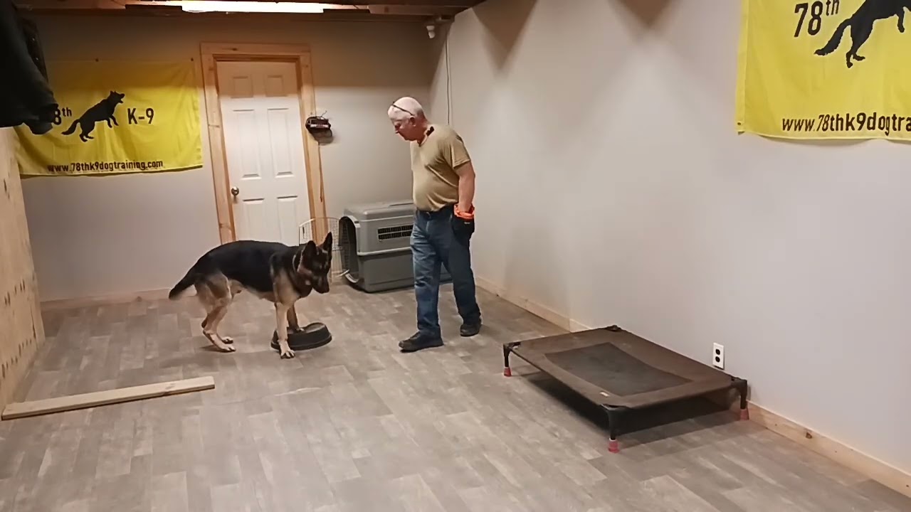 Is your dog having fun when you train? #germanshepherd #dogtraining #fun 