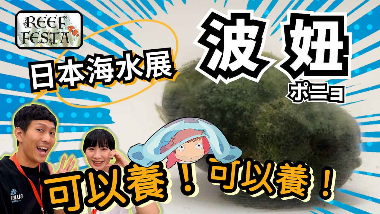【藍箱水族】日本史上第一次！Reef Festa！首屆海洋生物展～