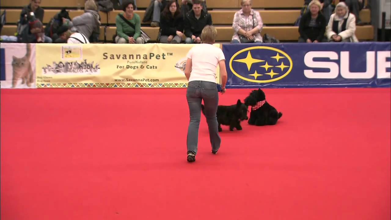Scottie Fun!!!  Brain Work, Dog Dance and Swimming