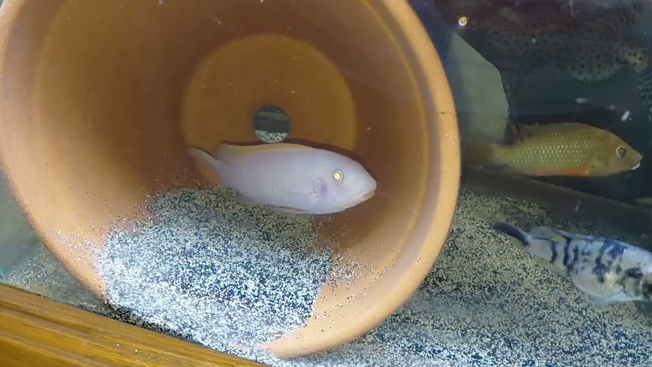 My 55 gallon African cichlid fish tank. 