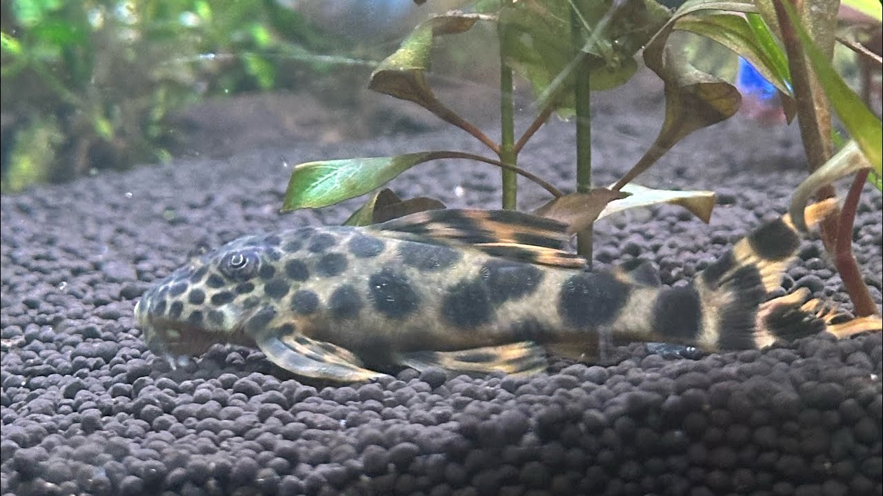 feeding my tropical fish live