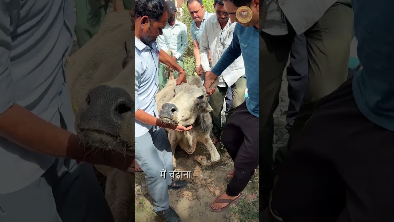 ✨🐄 Ek aur jeevan bachaya 🙏❤️ | Radha Surabhi Gaushala #matajikigaushala