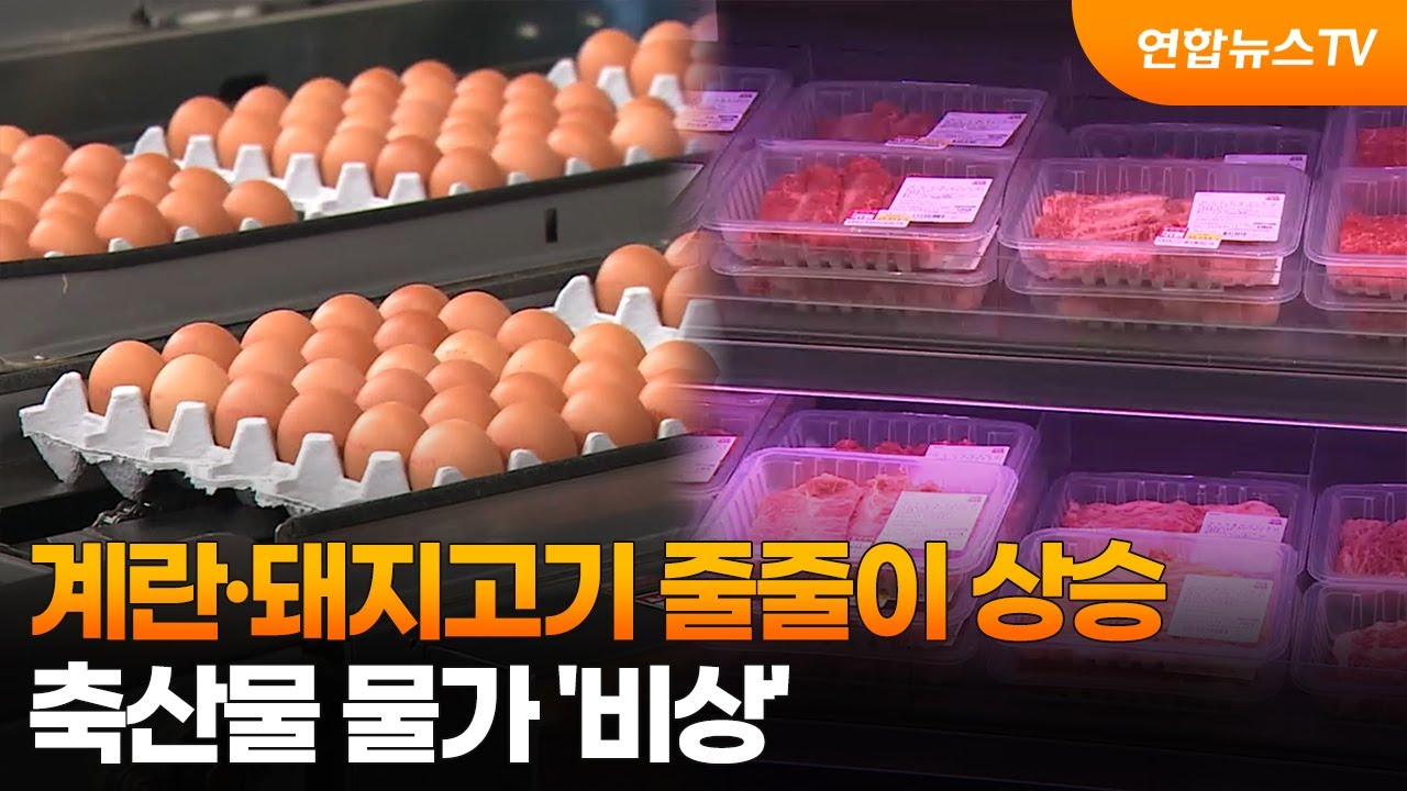 계란·돼지고기 줄줄이 상승…축산물 물가 '비상' / 연합뉴스TV (YonhapnewsTV)