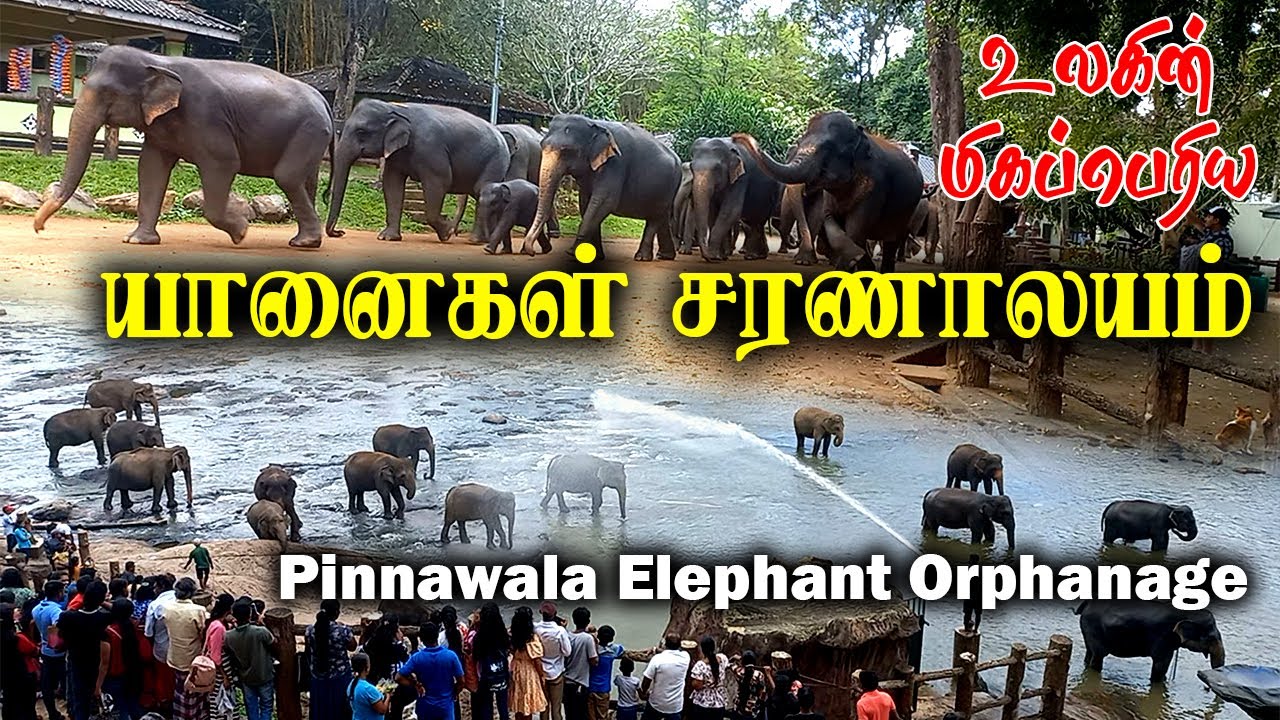 பின்னவல யானைகள் சரணாலயம் | PINNAWALA ELEPHANT ORPHANAGE | පින්නවල අලි අනාථාගාරය | SRILANKA | TOURISM