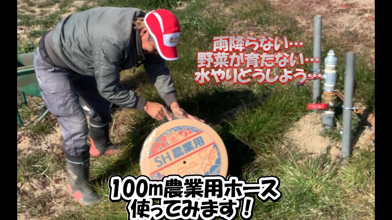 雨が降らない野菜が育たない！水やり用で100ｍホースを使ってみました