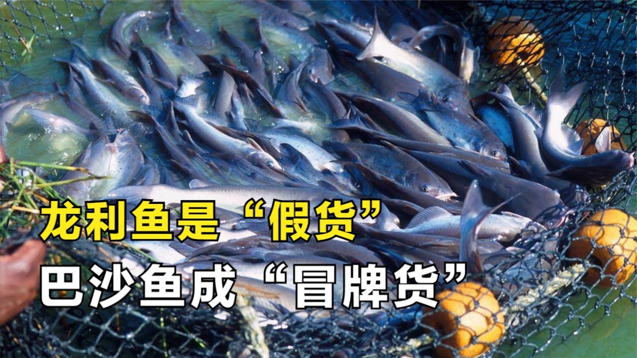 超市龙利鱼是“假货”？越南鲶鱼倾销中国，巴沙鱼成“冒牌货”
