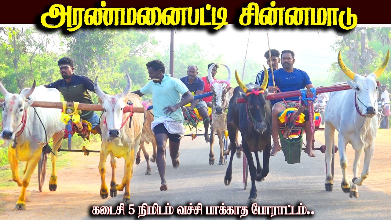 அரண்மனைபட்டி சின்னமாடு பந்தயம் 17.02.2026