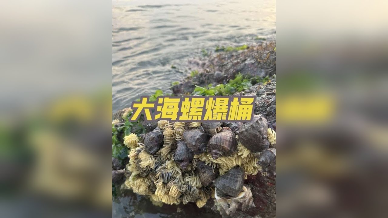 赶海遇到超级多大海螺窝！捡到过瘾！轻轻松松爆桶！