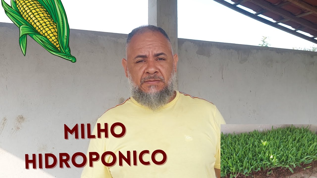 Fazendo milho Hidroponico