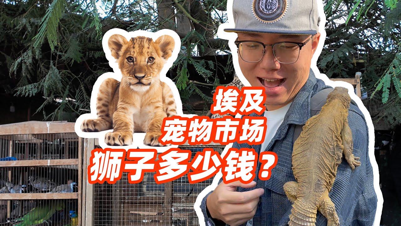 买只狮子多少钱？比动物园还好玩的埃及宠物市场！