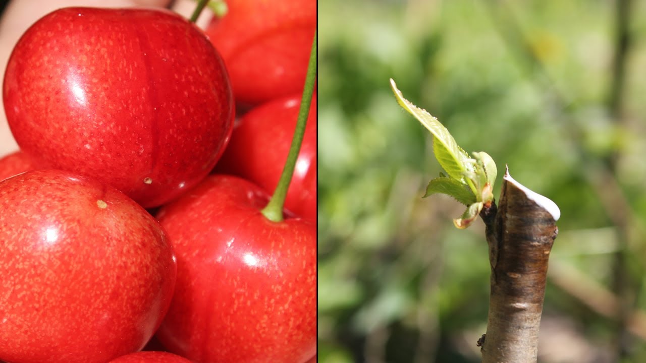 Kalemljenje na spavajući pupoljak (Šta je najbitnije uraditi u proleće sa kalemom)