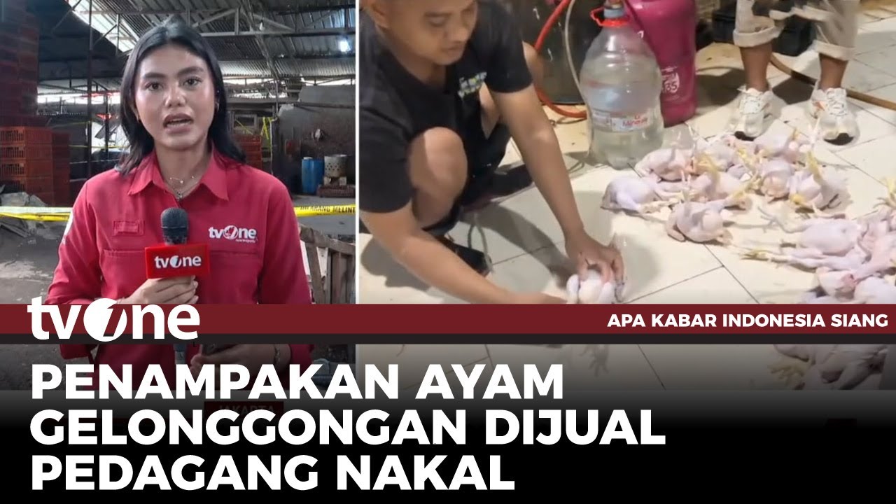 Terbongkarnya Praktik Ayam Potong Gelonggongan di Kebayoran Lama | AKIS tvOne