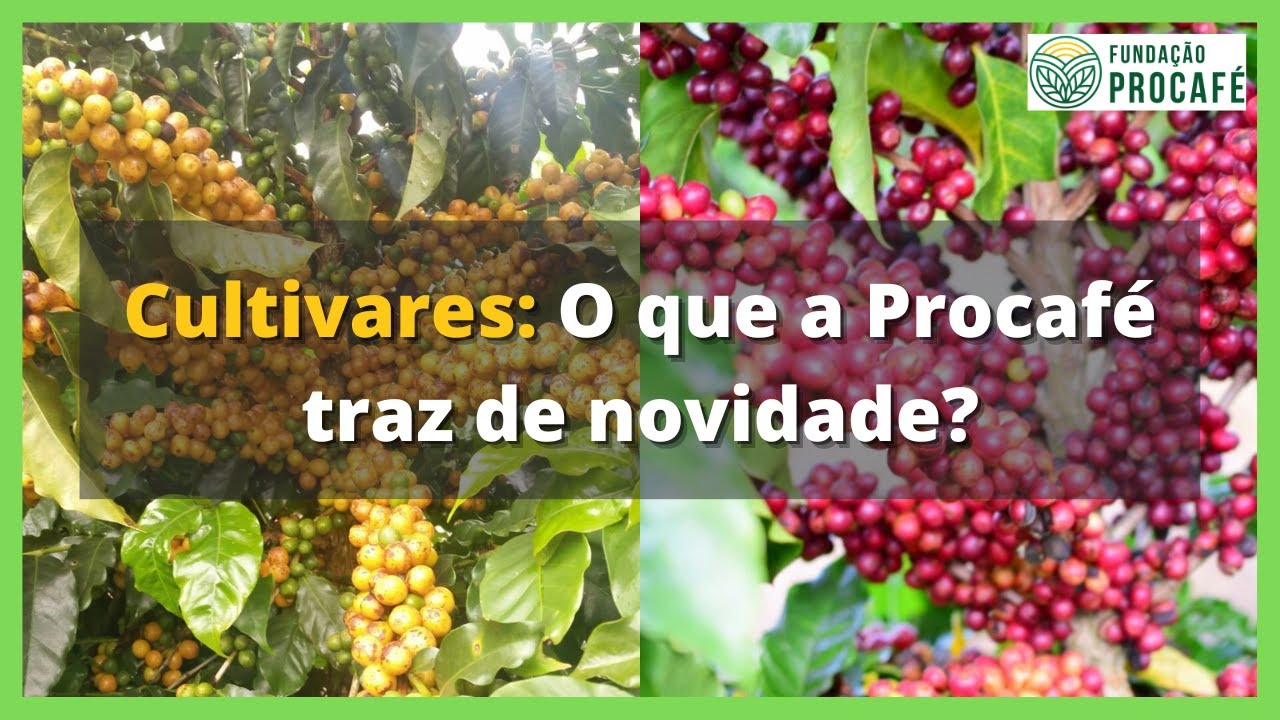 Podcast #75 - Cultivares: O que a Procafé traz de novidade?