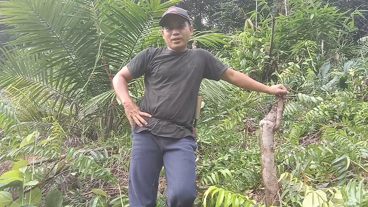 Membersihkan piringan sawit#petanimuda@bangyotam