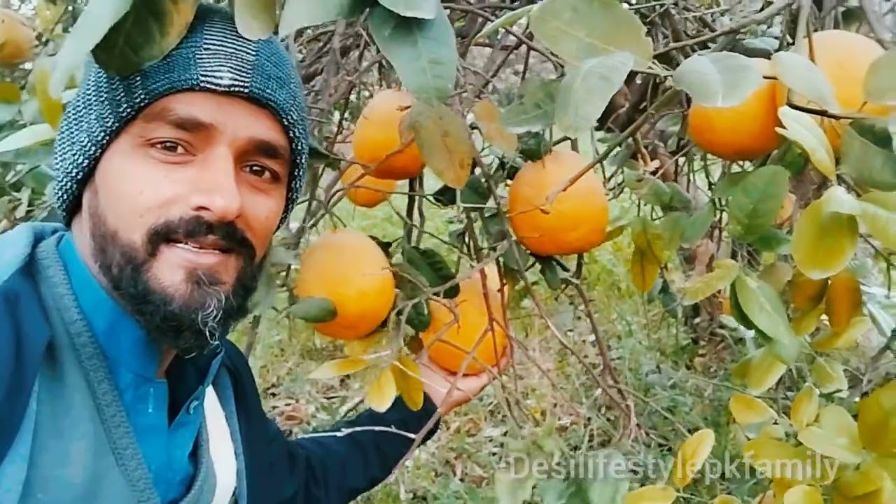 Sugar Free Giant Malta 🍊 | 1 KG Tak Bara Malta | Natural Sweet Malta Farming in Pakistan 