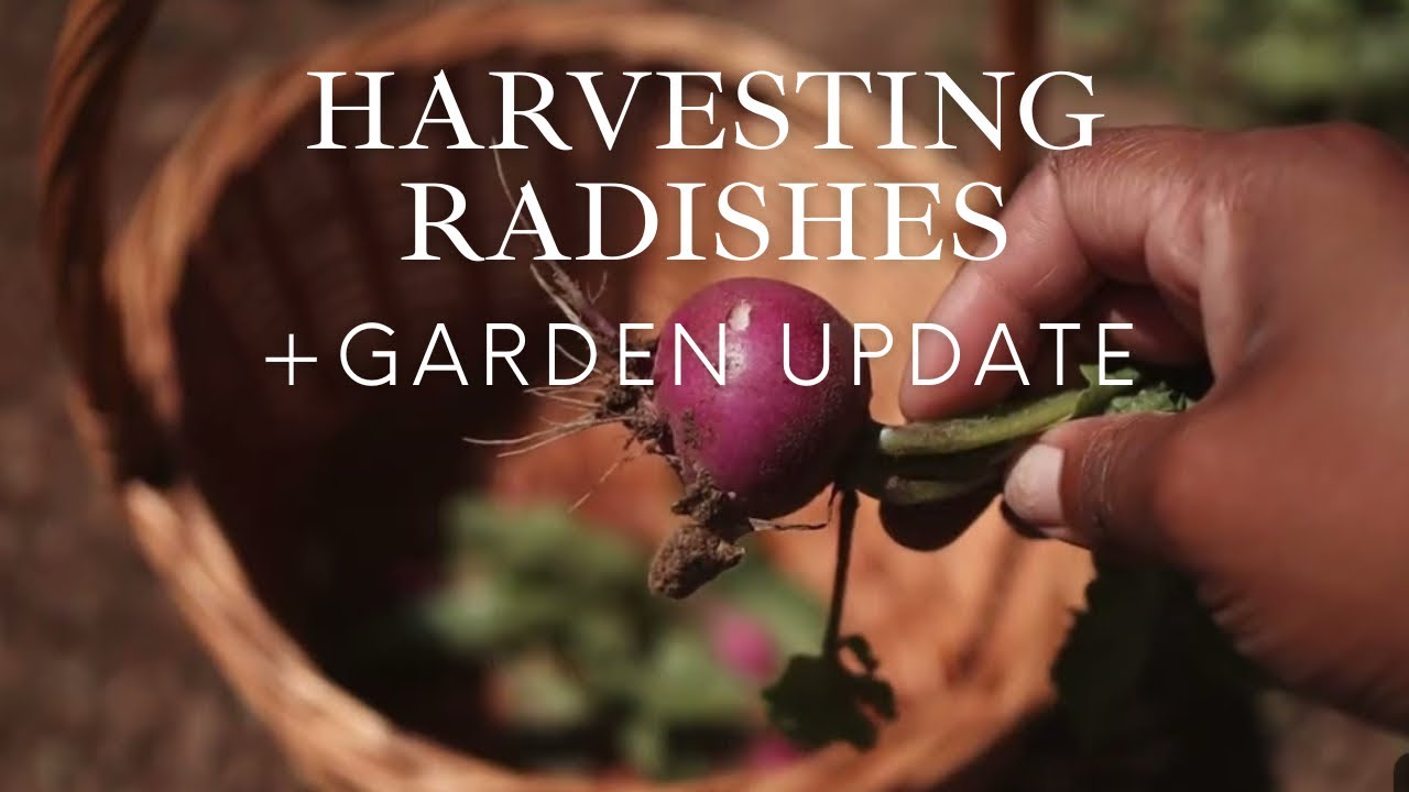 Garden update + Radish Harvest