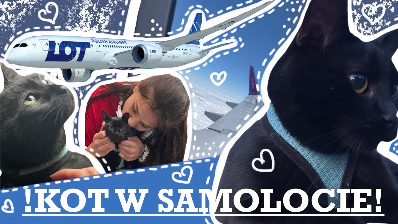 !!LOT Z KOTEM SAMOLOTEM!!  Jak podróżować z kotem //Poradnik #1