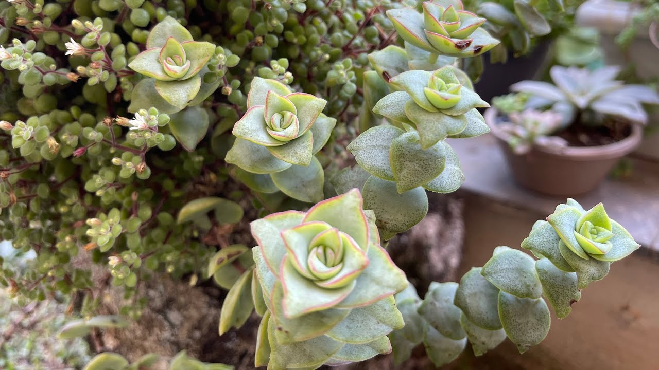 SUCULENTA pendente Crassula perforata - Mudas novas o ano todo