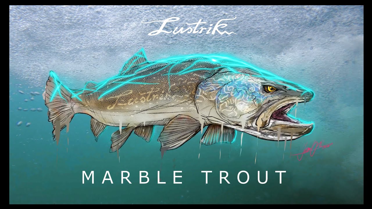 MARBLE TROUT - Lustrik Fly Fishing Slovenia (salmo trutta marmoratus)