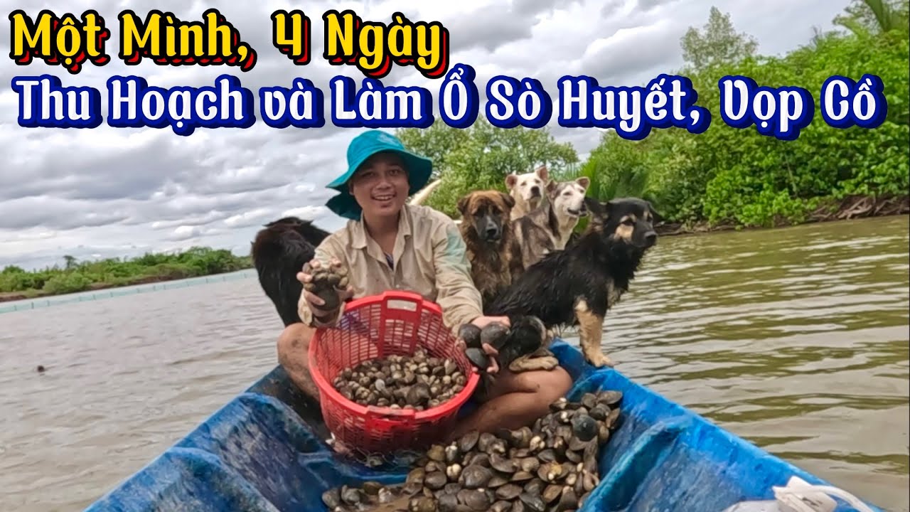 4 Ngày Một Mình Thu Hoạch Và Làm Mới Ổ Sò Huyết Cồ, Vọp Cồ
