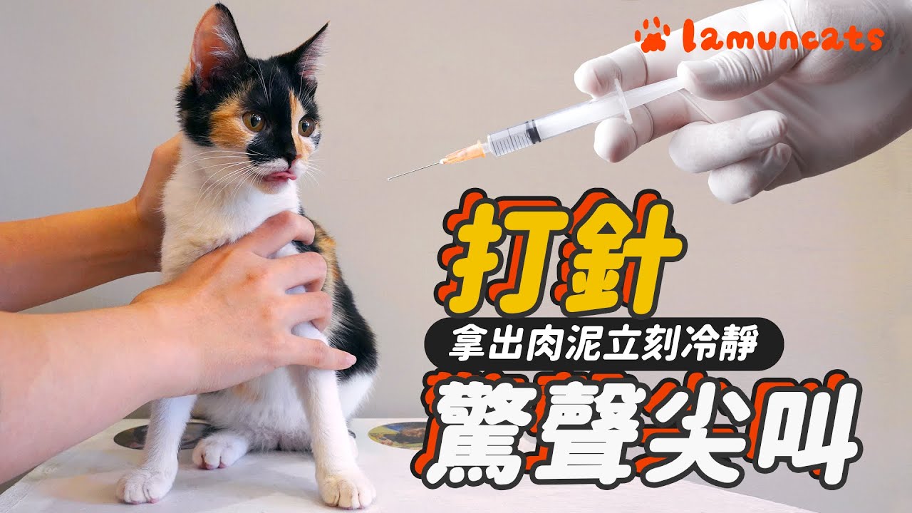 小貓看醫生尖叫破表！拿出秘寶變乖寶┃拉姆有幾噗 ♧