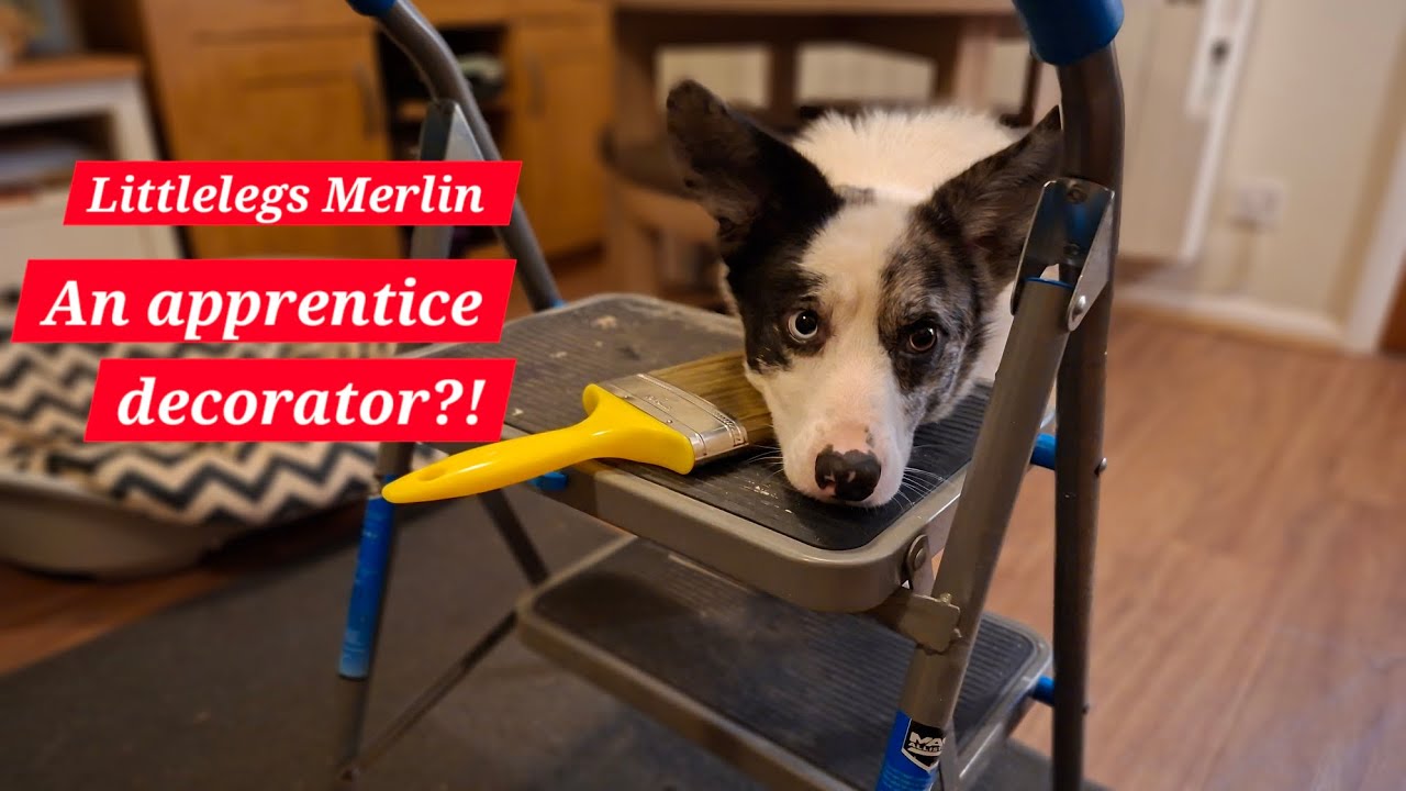 Putting a sequence together for littlelegs Merlin - sometimes it's best not to have a plan!