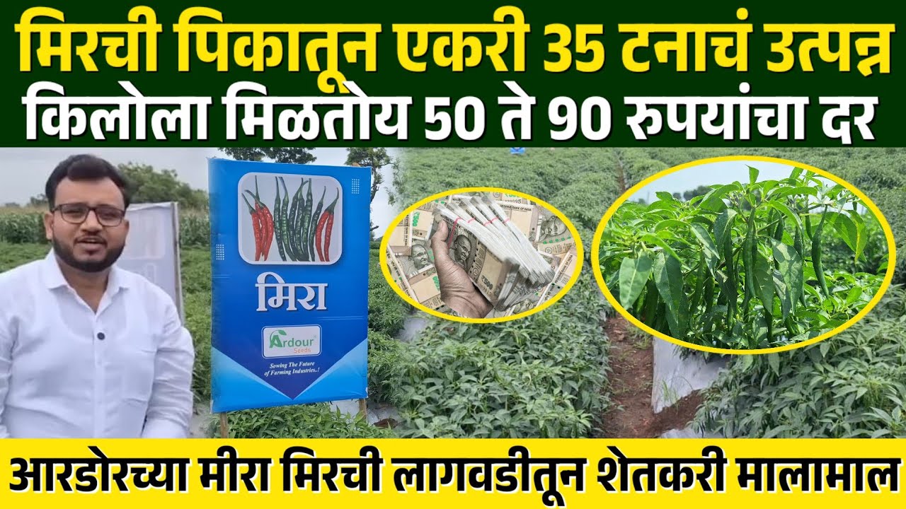 Ardour Seeds Meera Chilli | मिरची पिकातून एकरी 35 टनाचं उत्पन्न | किलोला मिळतोय 50 ते 90 रुपयांचा दर