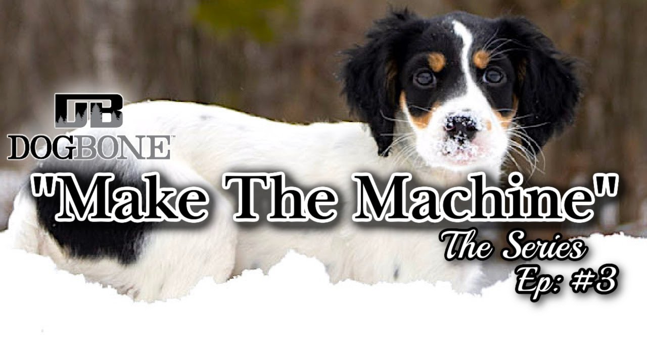 Pointing Dog Training YouTube: 
