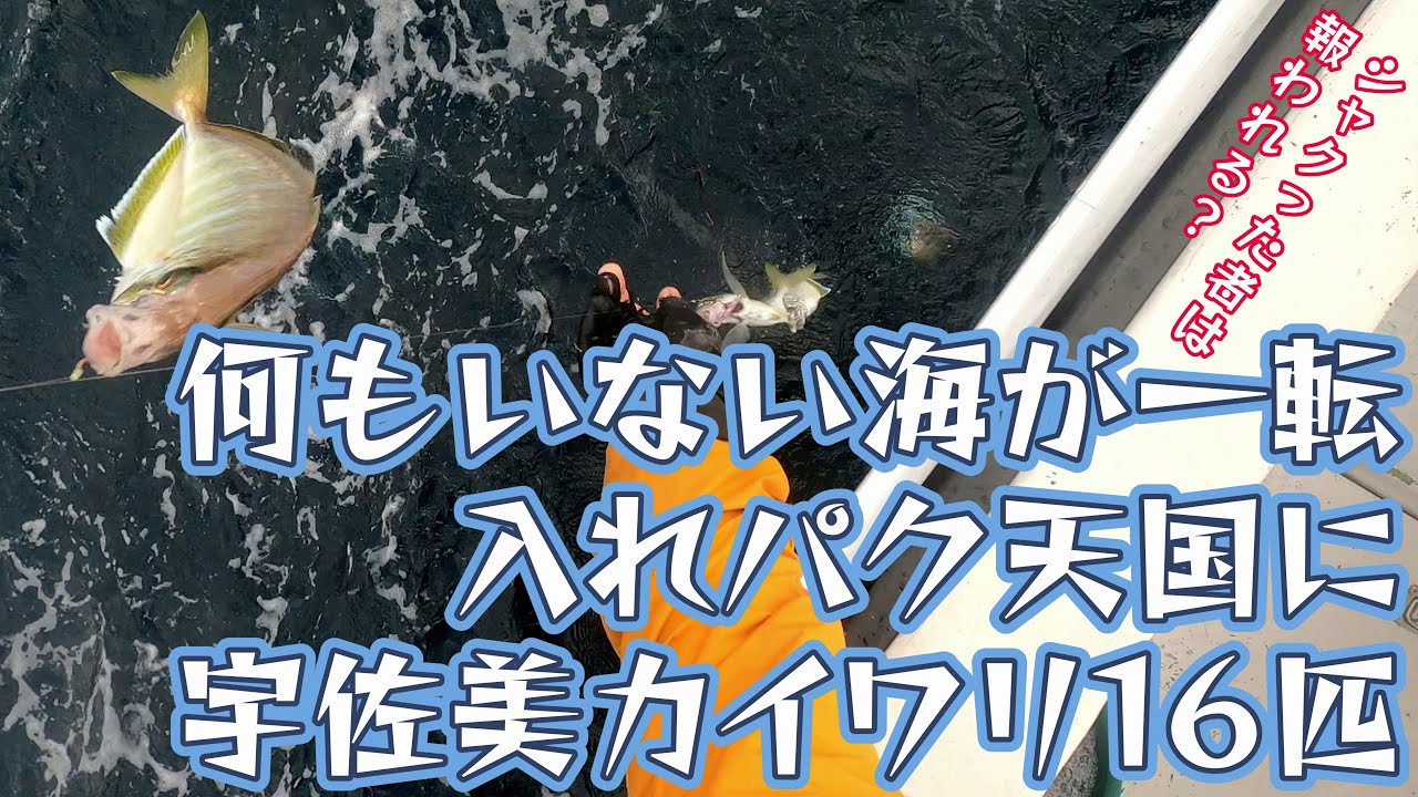 地獄のシャクリ筋トレの後入れパク天国始まる!!　お刺身最高カイワリ16匹～シャクれどもシャクれども魚の気配全くなし～（2024.11.9 宇佐美・治久丸 午後カイワリ）