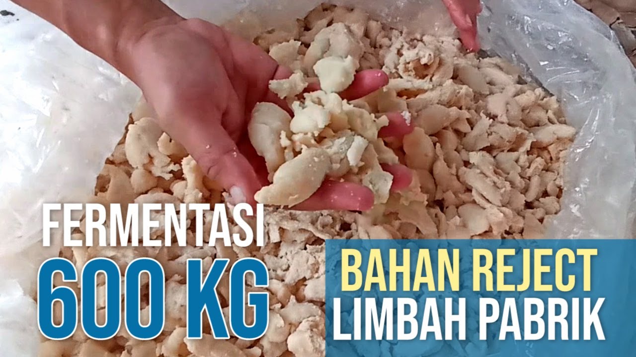 Fermentasi 600 kg Bahan Reject Limbah Pabrik untuk Pakan Ternak Sendiri