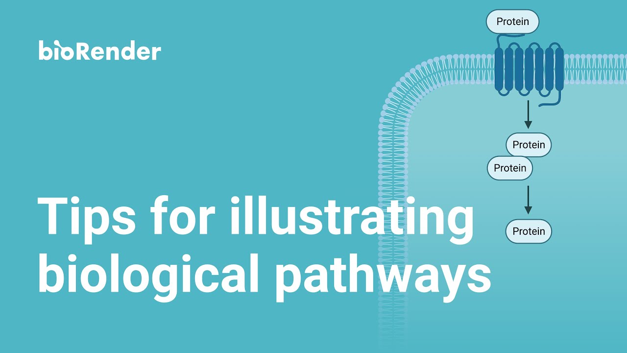 Tips for Illustrating Biological Pathways