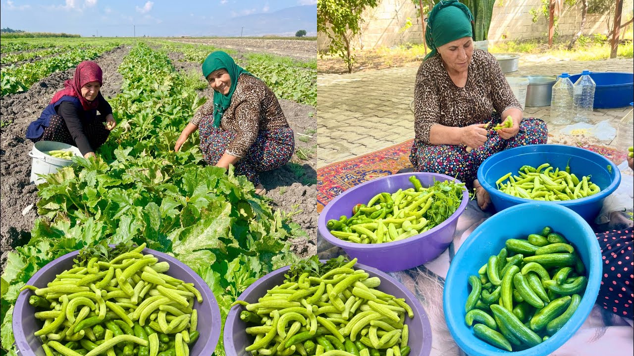 HALAMIN KÖY EVİ İLK SALATALIK ACUR HASADI | LEZZETLİ KÖY YEMEKLERİ HAZIRLIĞI